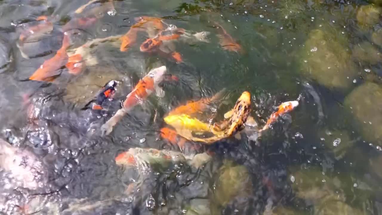 Slow motion of fish swim in a watery basin