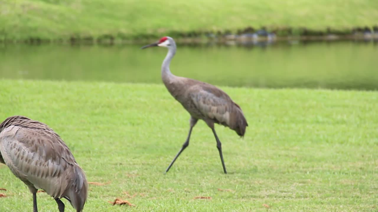 Florida Sandhill Crane Walking On Lush Valley Along Shore