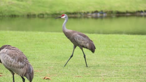 florida sandhill crane walking on lush valley along shore