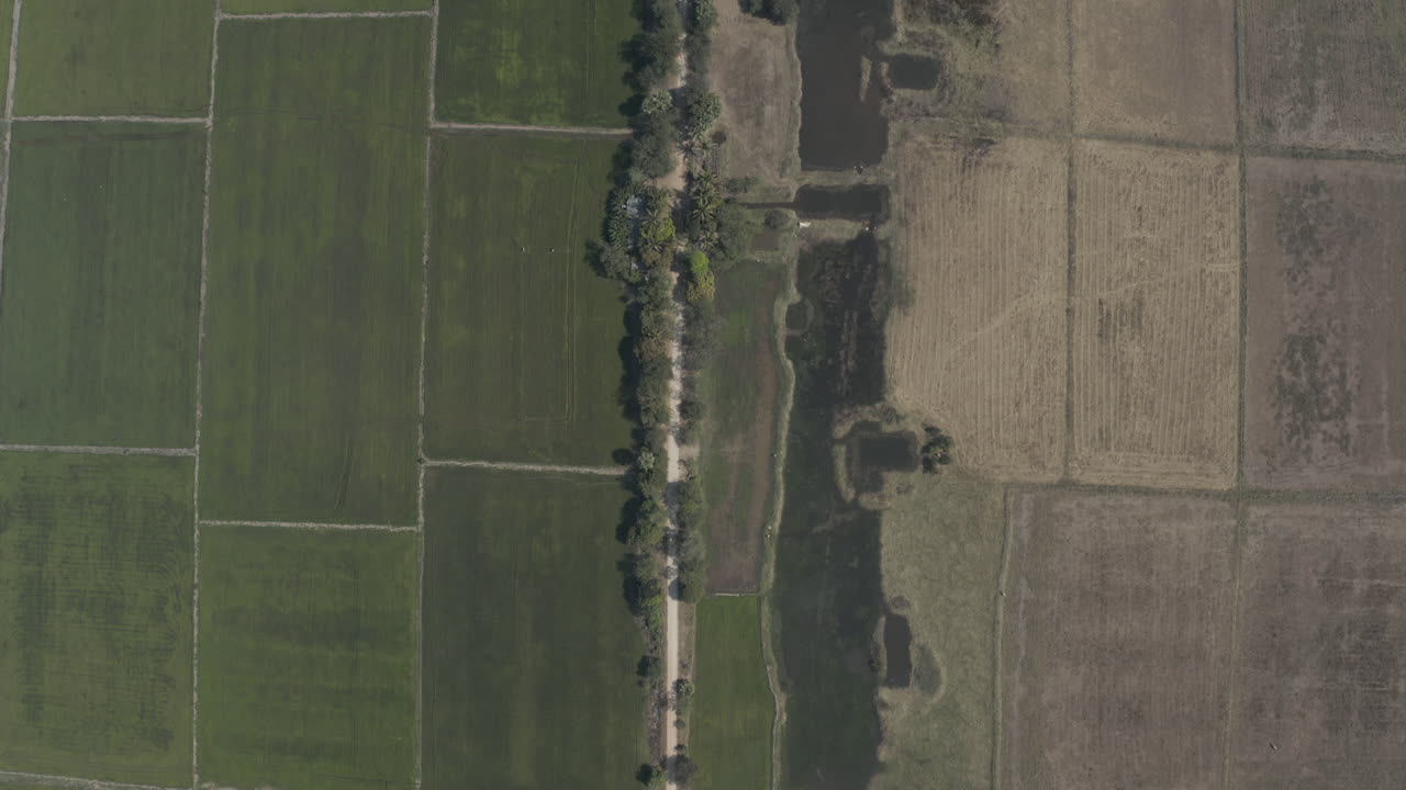 vista de pájaro de un campo de arroz irrigado y seco separado por una carretera en el sureste de asia