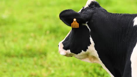 Cabeza-De-Ganado-Holstein-De-Pie-En-La-Granja-En-Un-Día-Lluvioso