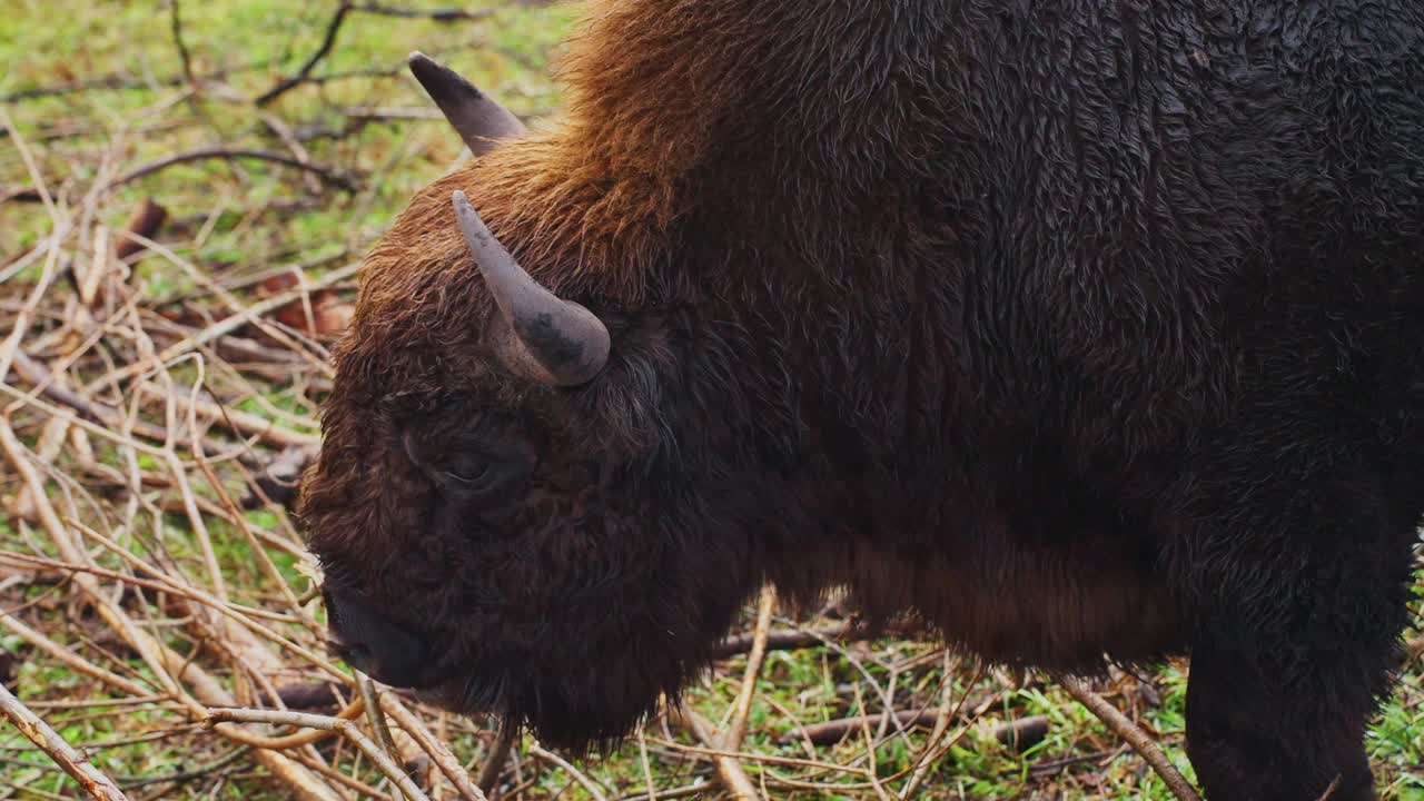 European Bison in a Forest