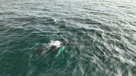 Megaptera-Novaeangliae-Ballena-Jorobada-Respirando-En-El-Agua-Fría-Del-Océano-De-Islandia