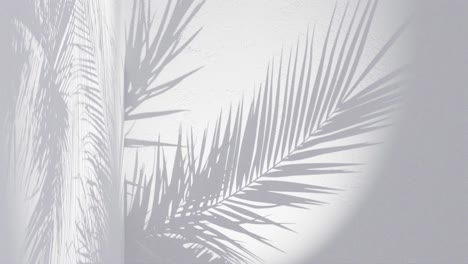 a-palm-leaves-shadow-on-white-background-wall-with-copy-space