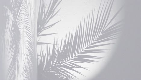 a palm leaves shadow on white background wall with copy space