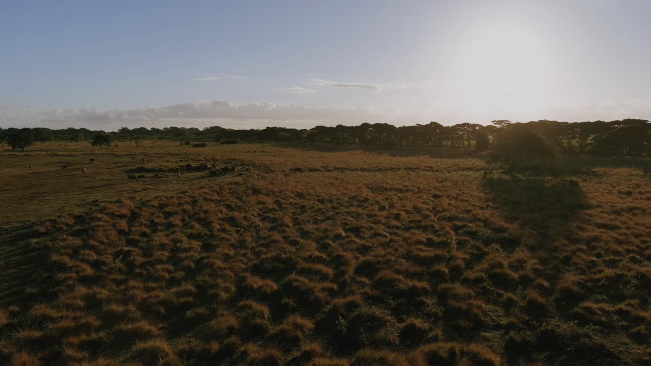 Herd of cows grazing over lands around Altagracia lagoon in Dominican Republic