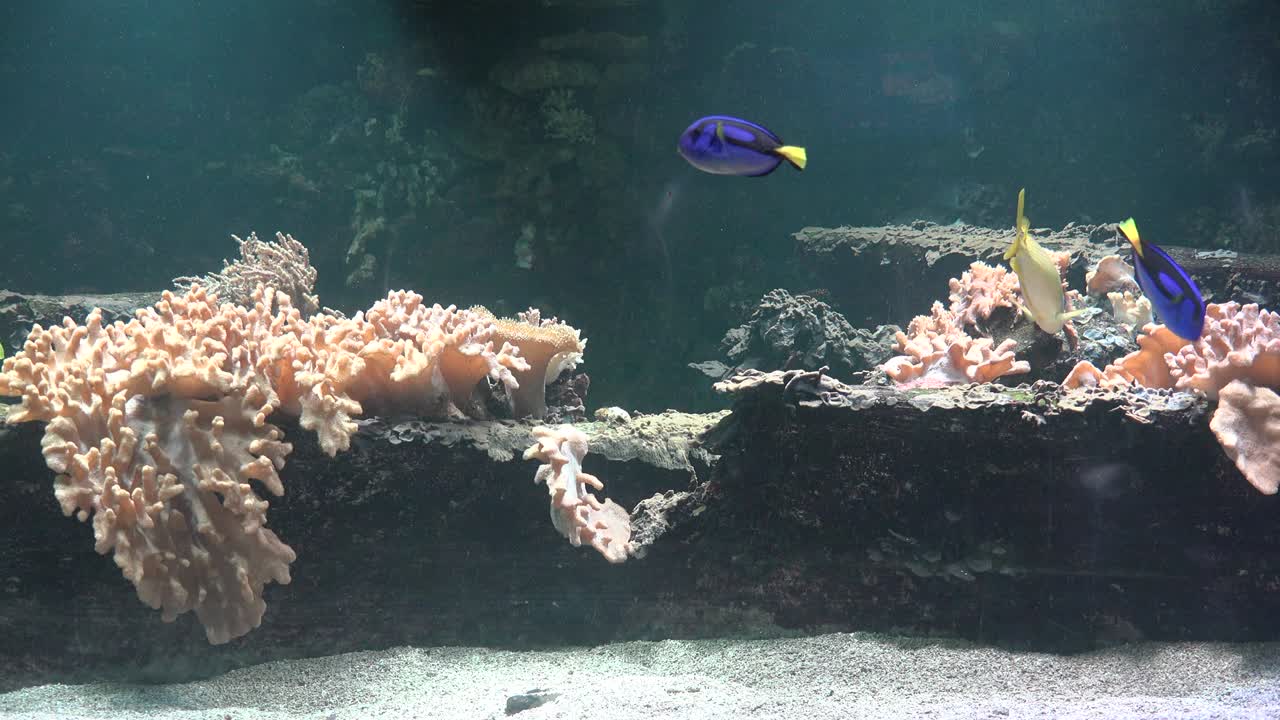 수족관의 물고기와 산호