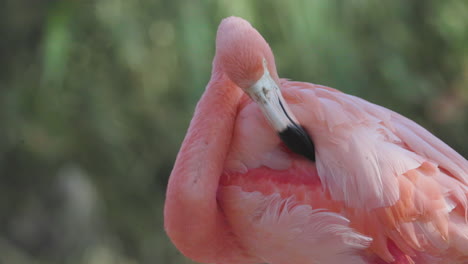 Flamencos-Rosados-De-Cerca