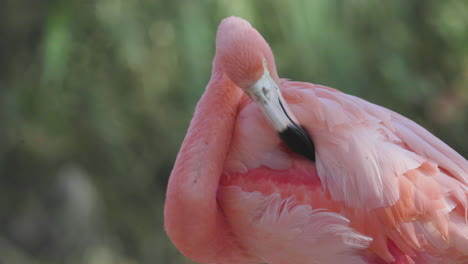 flamencos rosados de cerca