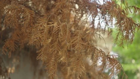 Agujas-De-Pino-Secas,-Con-Tonos-De-óxido-Y-Naranja,-Crean-Un-Ambiente-Cálido-Y-Terroso