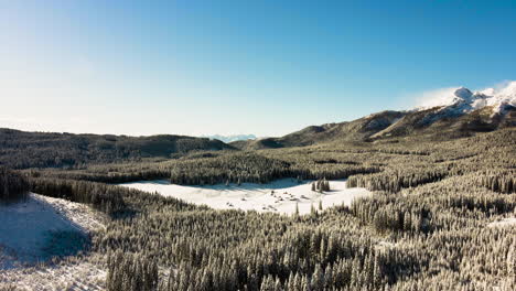 Alpine-forest-at-Pokljuka-in-winter-covered-with-snow