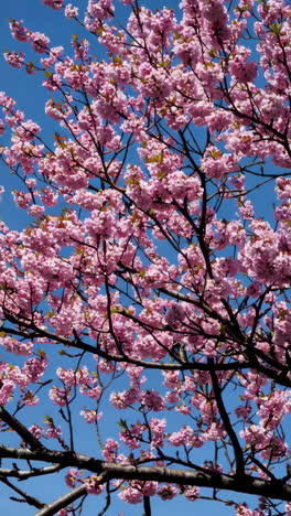 las flores de cerezo en primavera