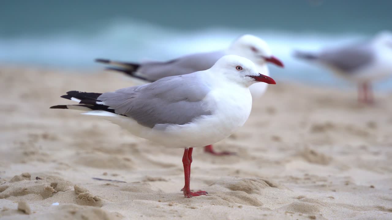 bandada de gaviotas plateadas australianas, chroicocephalus novaehollandiae encaramadas en la playa de arena en un día ventoso en el entorno costero, movimiento de mano en primer plano