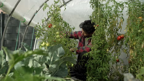 man collecting tomatoes in greenhouse