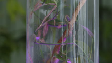 Blumenworkshop-Mit-Den-Winzigen-Vorgefertigten-Blumenkompositionen-Im-Nach-Unten-Geneigten-Glasterrarium