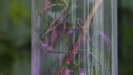 taller floral con las diminutas composiciones florales listas para usar en la toma inclinada hacia abajo del terrario de vidrio
