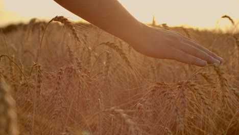 Mano-Masculina-Tocando-Una-Espiga-De-Trigo-Dorada-En-El-Campo-De-Trigo-Luz-Del-Atardecer-Luz-De-Destello.