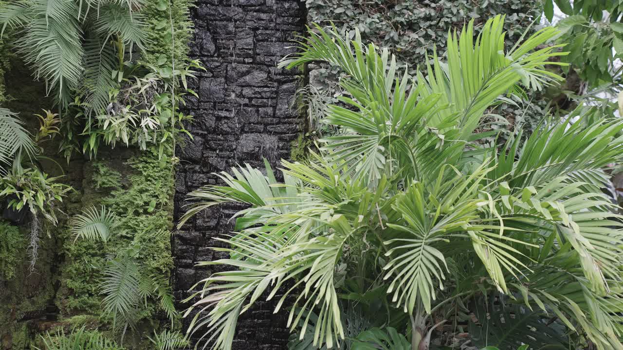 disparo estático en cámara lenta de una palmera y una cascada de piedra negra dentro de un invernadero botánico