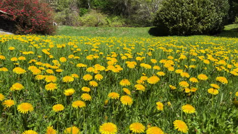 A-sprawling-field-of-dandelions-in-a-quaint-rural-community