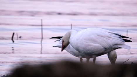 A-couple-of-snow-geese-eat-plants-on-the-shore-of-a-river