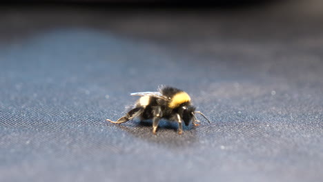 tired injured bumble bee crawls on dark fabric, static macro shot