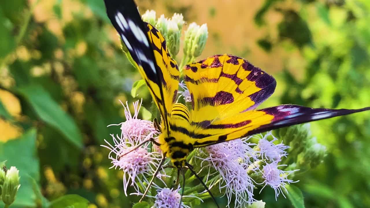 Falsa falena tigre che mangia il nettare del fiore di erba siamese con sfondo naturale. Primo piano, macro.