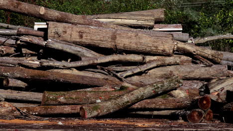 pile of felled trees 4