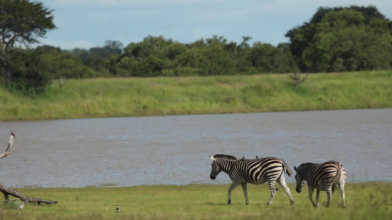 Extreme wide shot of plains zebras grazing along a waterhole, Greater Kruger