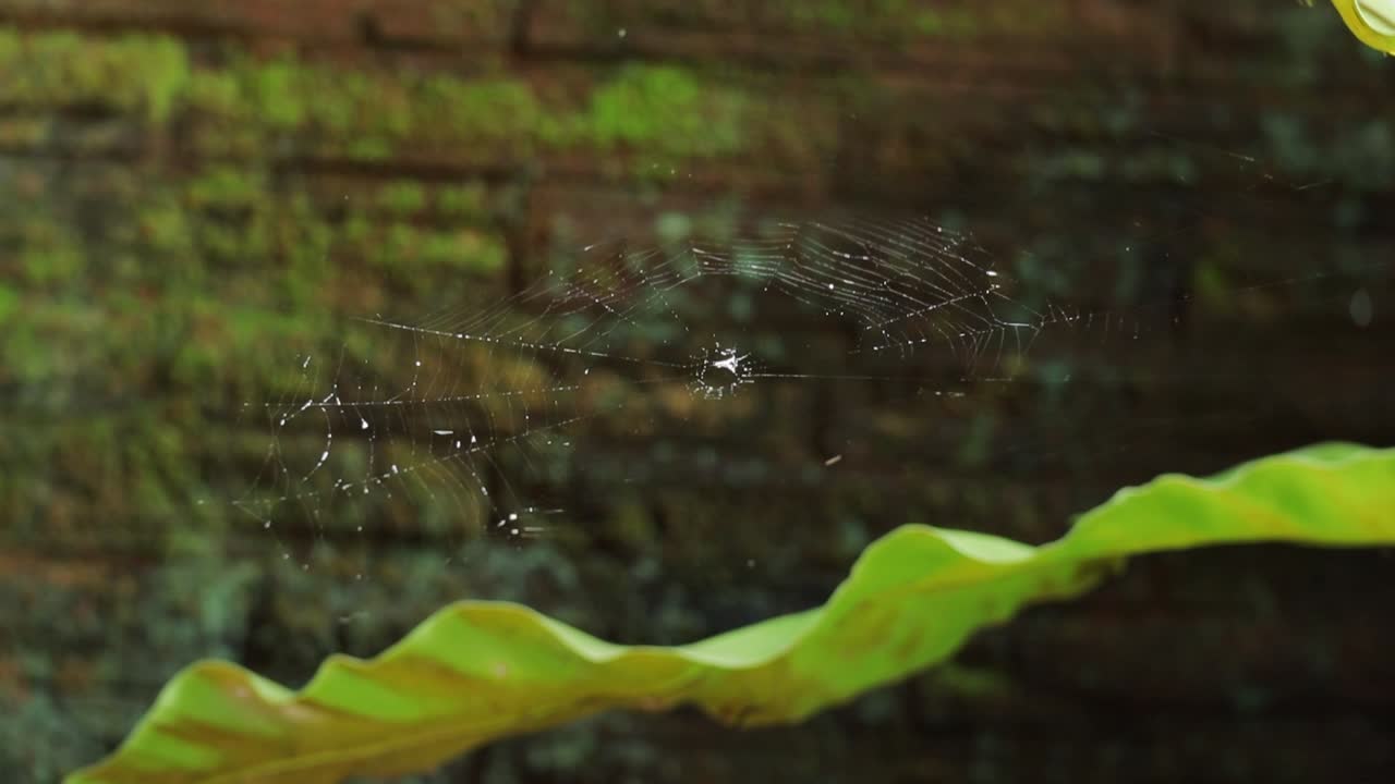 primer plano de la telaraña colgante moviéndose por el viento, fondo borroso