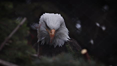 close-up of a bald eagle