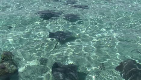 swimming with stingrays in bora bora, french polynesia.