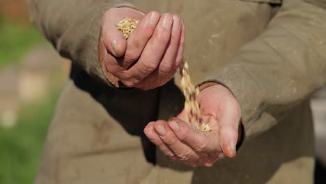 farmer inspects his crop of hands hold ripe wheat seeds.