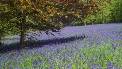 Sombra-De-árboles-Sobre-Campos-De-Campanillas-En-Jardines-Enys-Cerca-De-Penryn,-Falmouth,-Cornualles