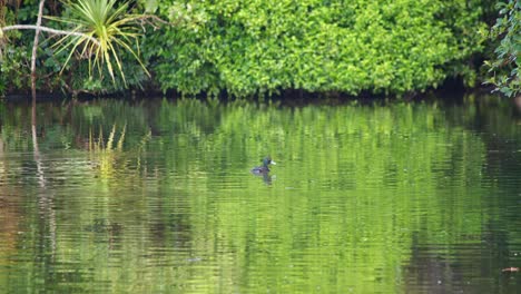 a male papango new zealand scaup duck diving into calm water with green trees in the background