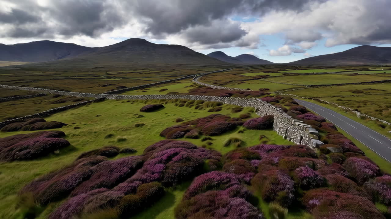 Vast Green Landscape with Stone Walls, Purple Heather, and Distant Mountains