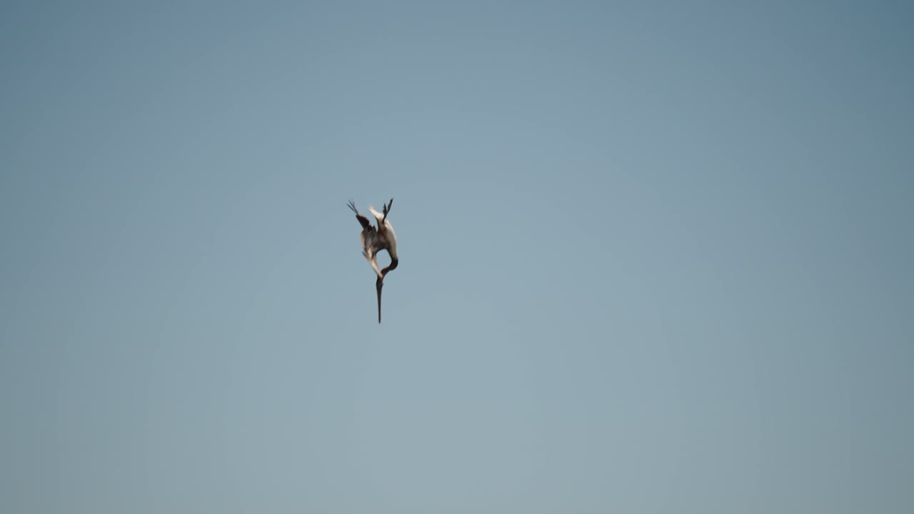Pelican Flying Towards The Water To Dive For Fish In Baja California Sur, Cabo San Lucas, Mexico