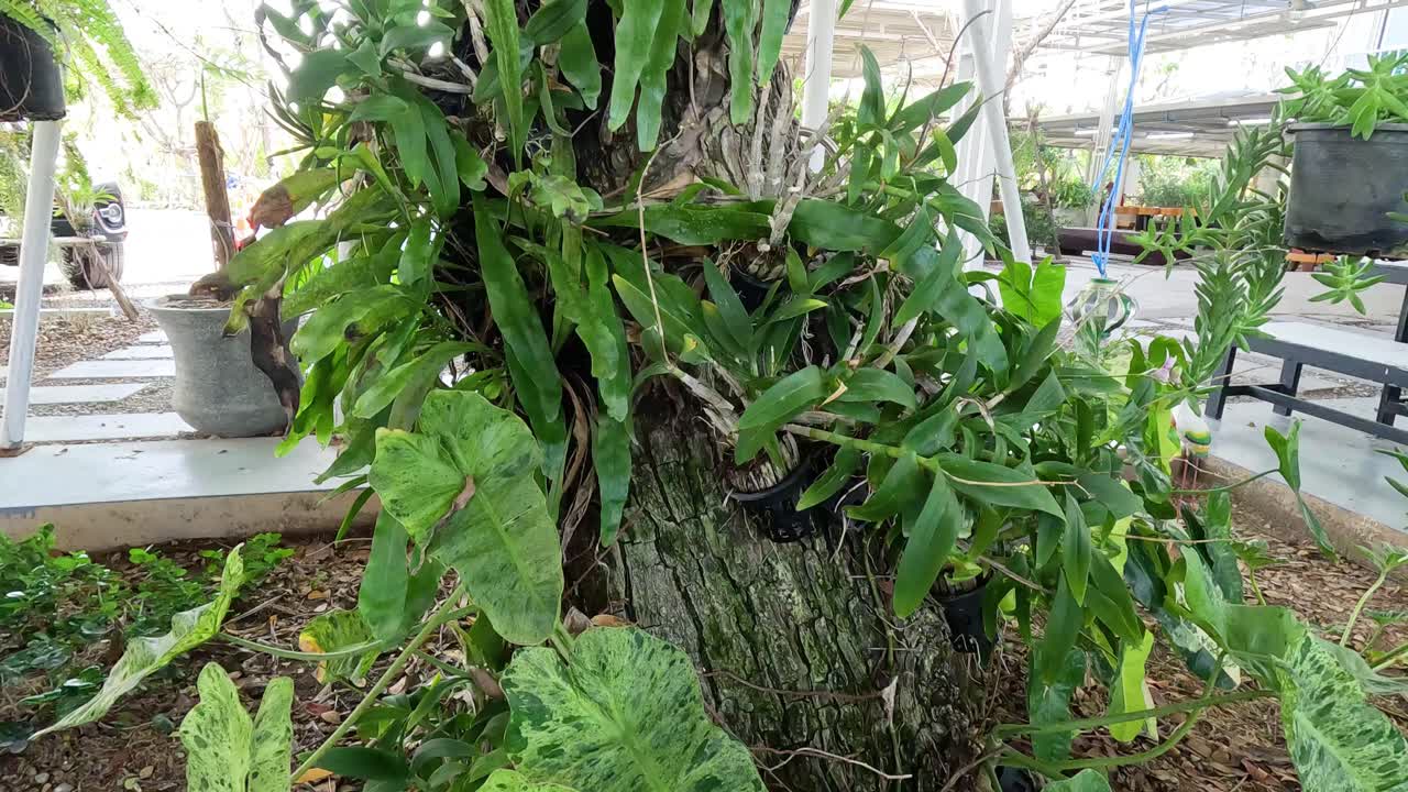 온실에서 자라는 식물의 타임 스