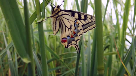 close-up of a swallowtail butterfly resting on grass