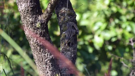 Una-Ardilla-Terrestre-De-Tres-Rayas-Comiendo-Semillas-De-Pasto-Mientras-Está-Encaramada-En-Un-árbol