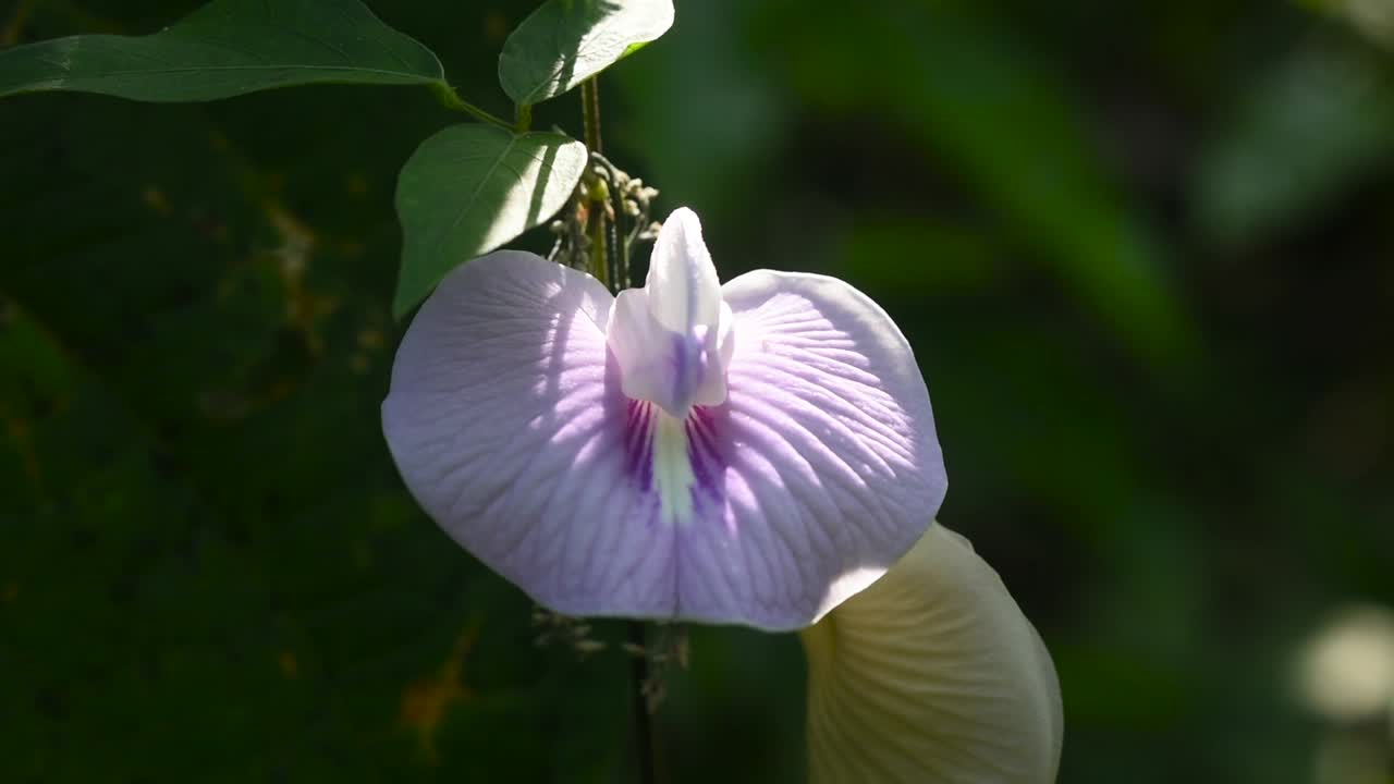 flor de guisante mariposa en el bosque