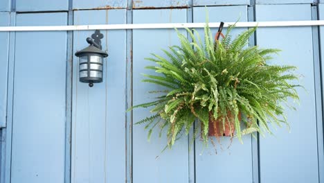 hanging fern and lamp on a light blue wall