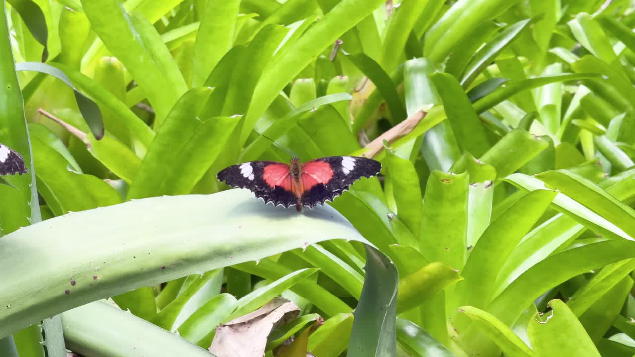 A vibrant butterfly rests on a leaf amidst lush green foliage, captured in bright natural light