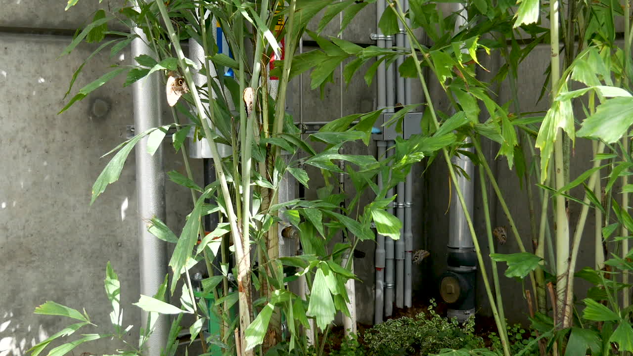 푸른 모르포 나비가 펄럭이며 녹색 열대 정원 구석에서 날아갑니다 - 정적 중간 샷