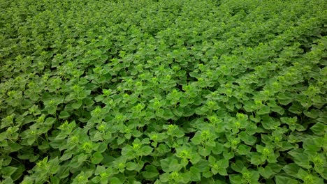 Brotes-De-Girasol-Jóvenes-De-Hoja-Perenne-En-El-Campo