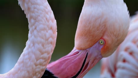 close-up of a pink flamingo