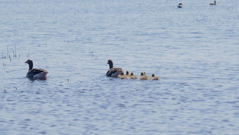 Medium-shot-of-Greylag-Goose-family-swimming-in-a-lake