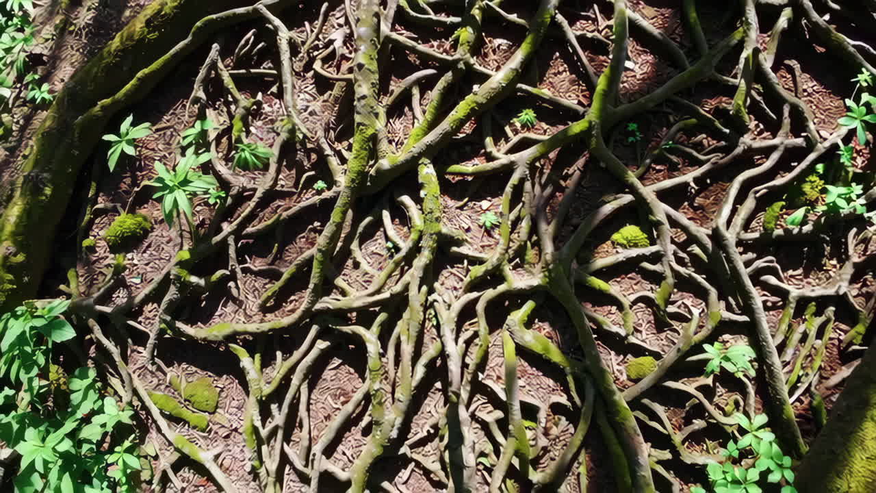 Tree Roots and Undergrowth