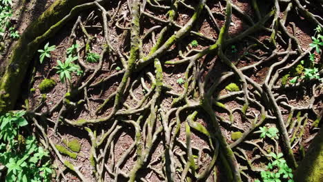 tree roots and undergrowth
