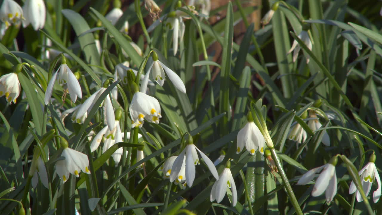 Campo di gigli freschi in fiore che danzano nella brezza primaverile.