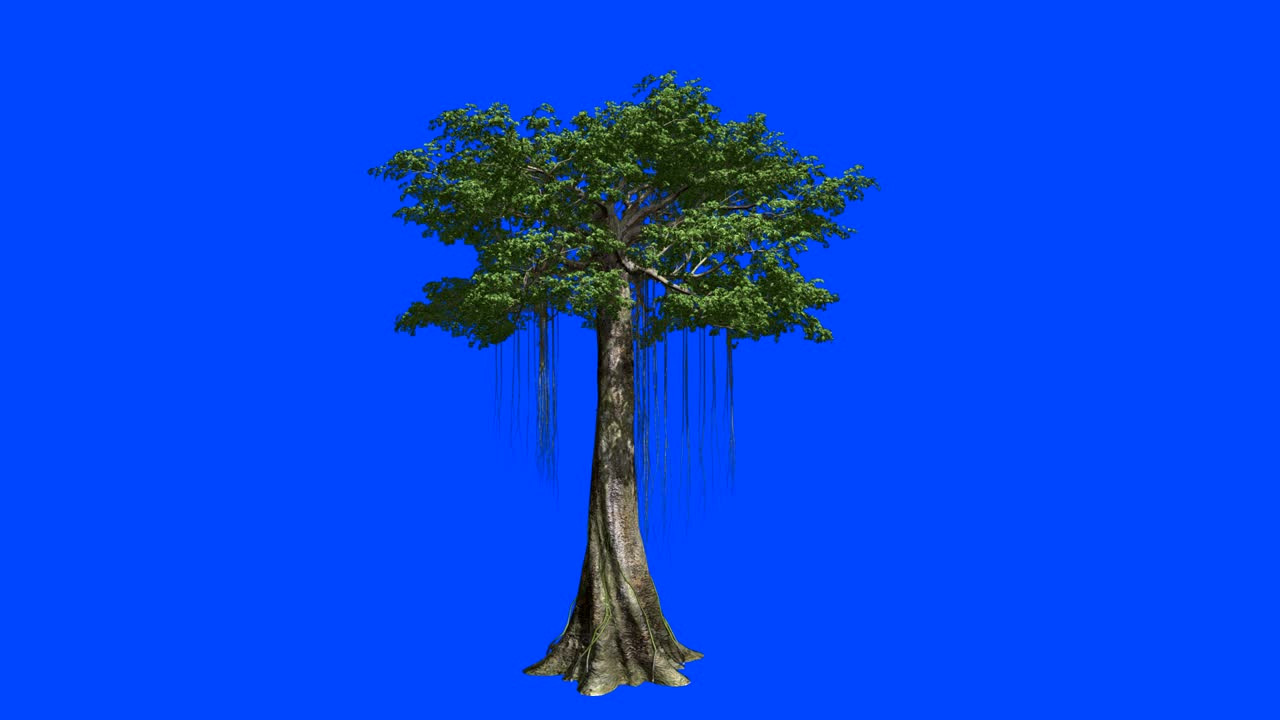 The huge tree Kapok. Blue screen alpha.